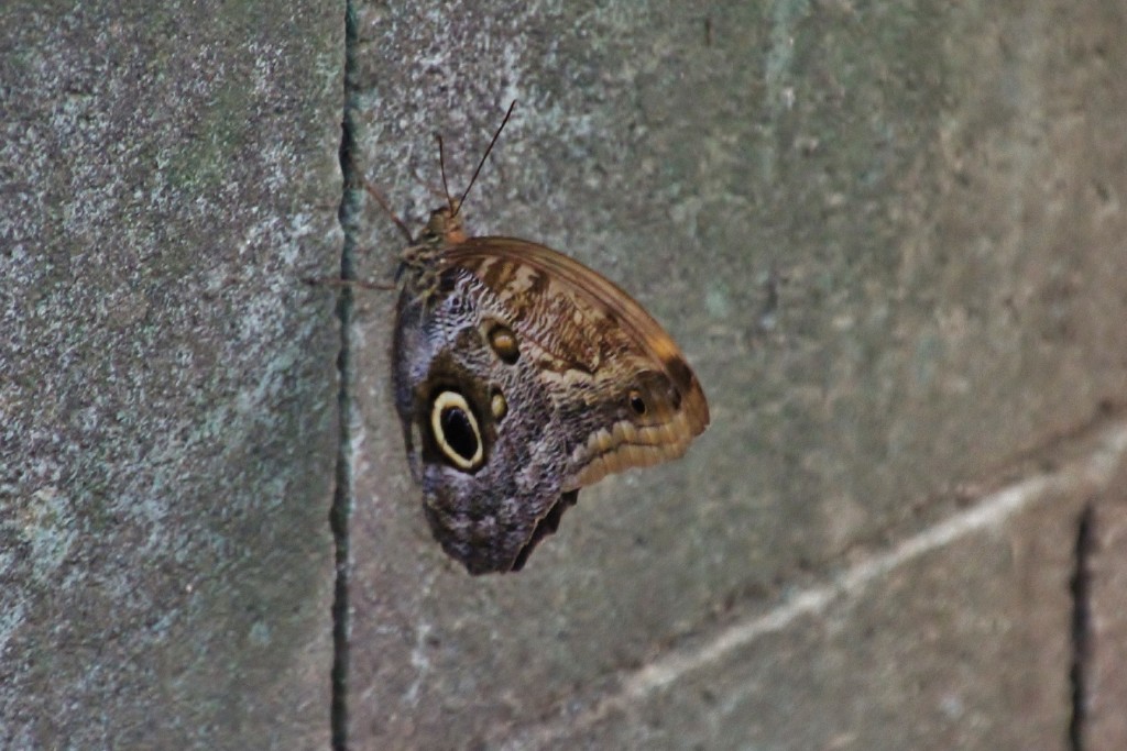 Foto: Butterfly Park - Castelló d´Empuries (Girona), España