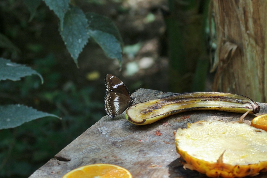 Foto: Butterfly Park - Castelló d´Empuries (Girona), España