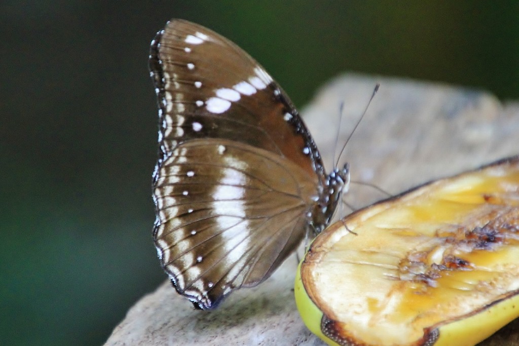 Foto: Butterfly Park - Castelló d´Empuries (Girona), España