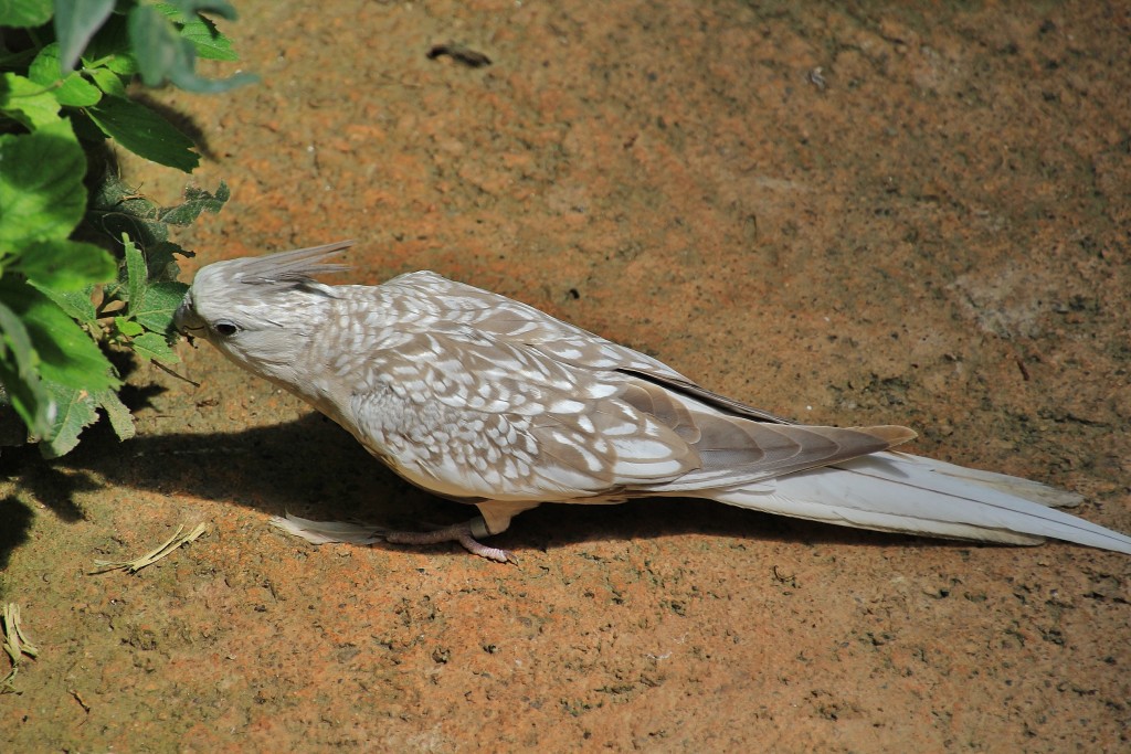 Foto: Butterfly Park - Castelló d´Empuries (Girona), España