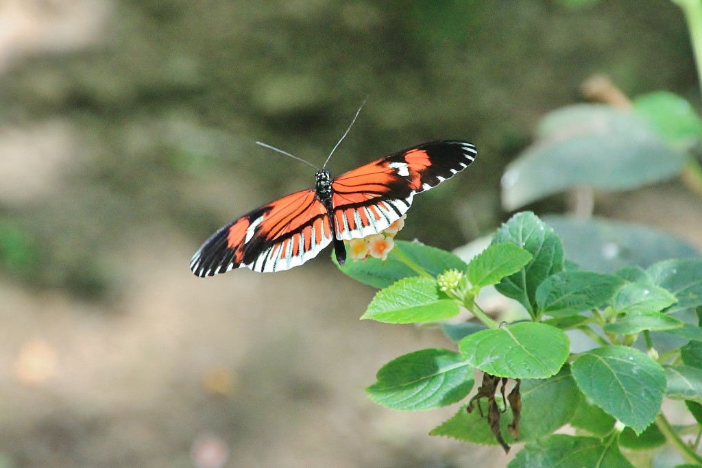 Foto: Butterfly Park - Castelló d´Empuries (Girona), España