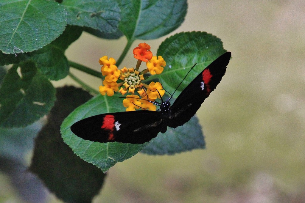 Foto: Butterfly Park - Castelló d´Empuries (Girona), España