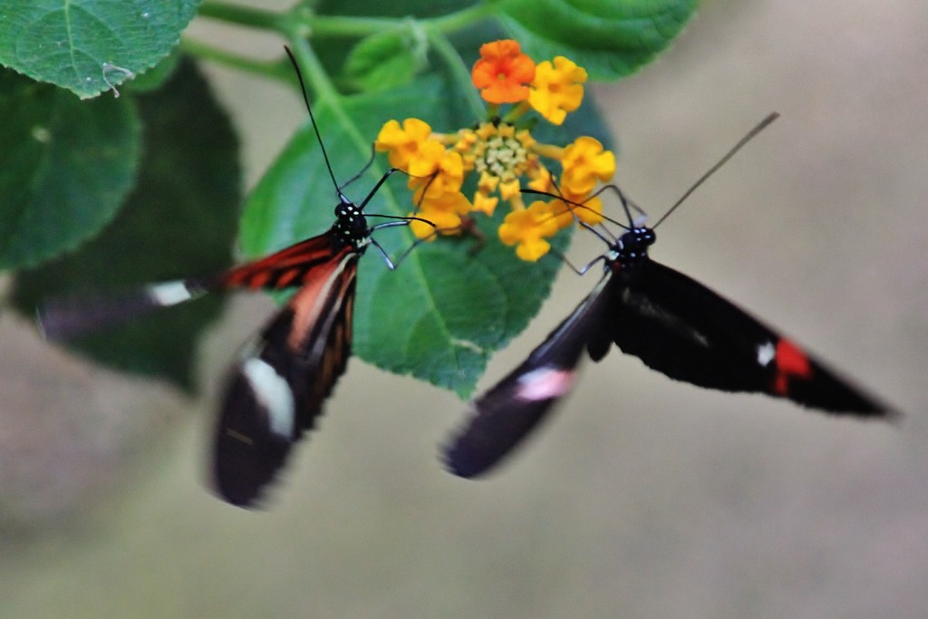 Foto: Butterfly Park - Castelló d´Empuries (Girona), España