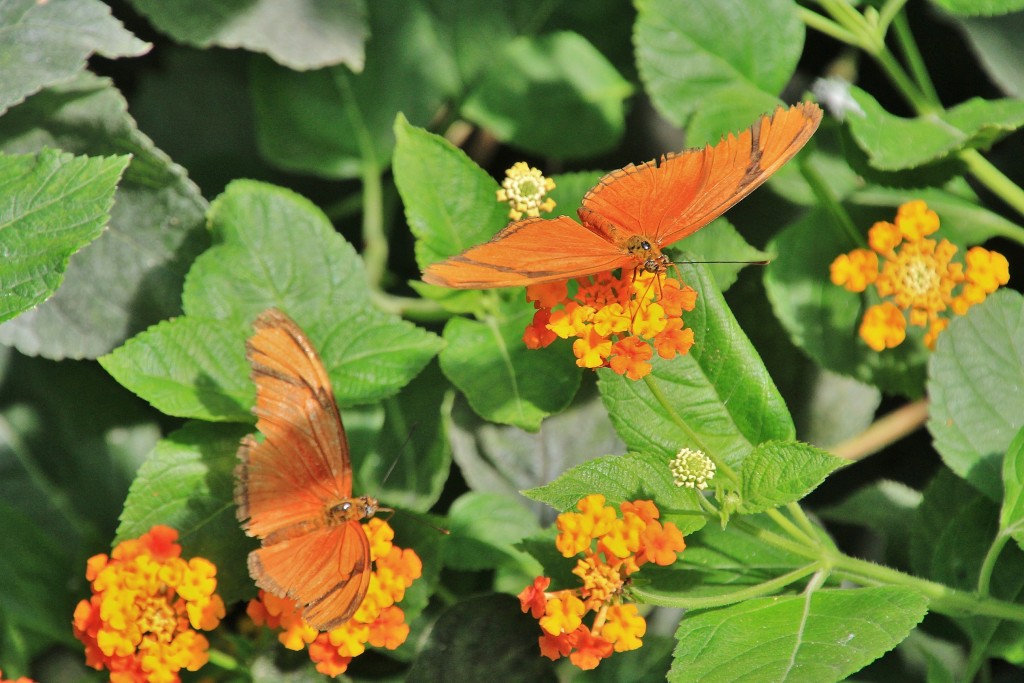 Foto: Butterfly Park - Castelló d´Empuries (Girona), España