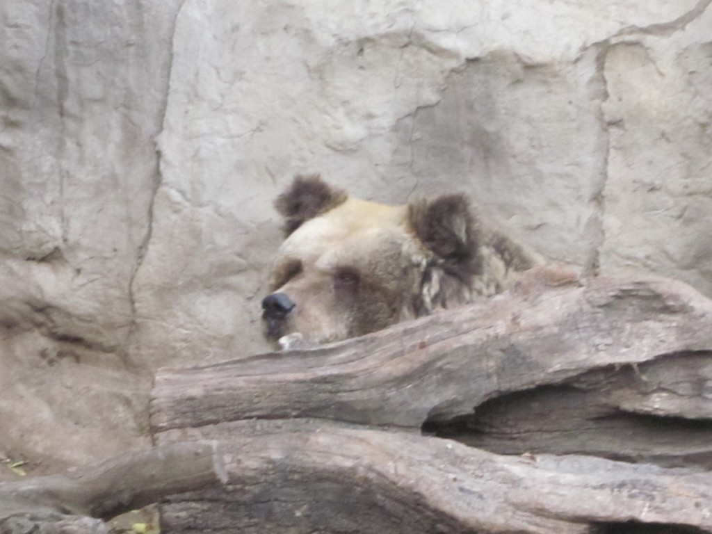 Foto: Oso en el zoo del cerro San Cristóbal - Santiago (Región Metropolitana), Chile