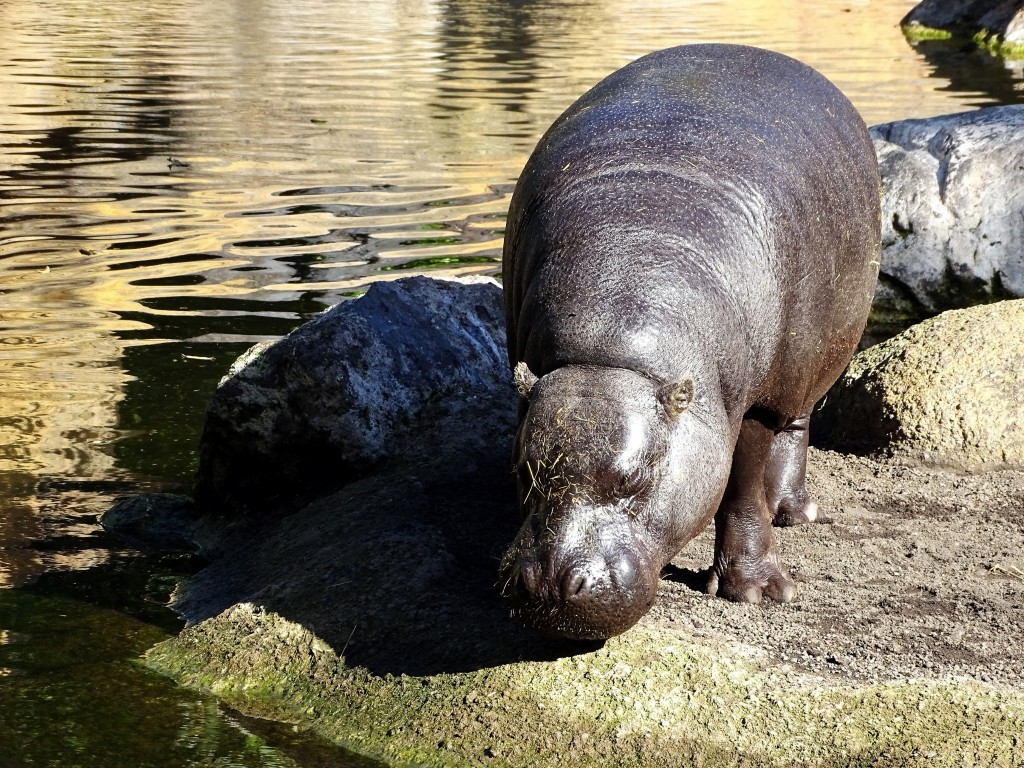 Foto: Bioparc - Valencia (València), España