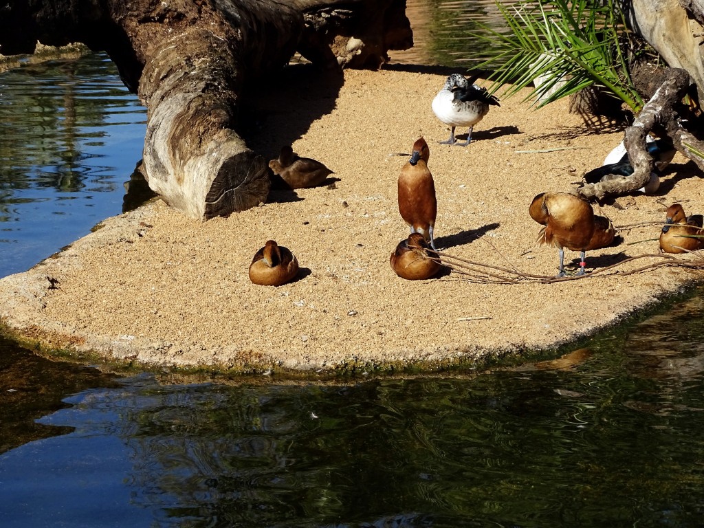 Foto: Bioparc - Valencia (València), España