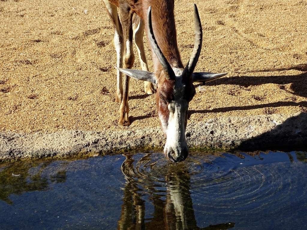 Foto: Bioparc - Valencia (València), España