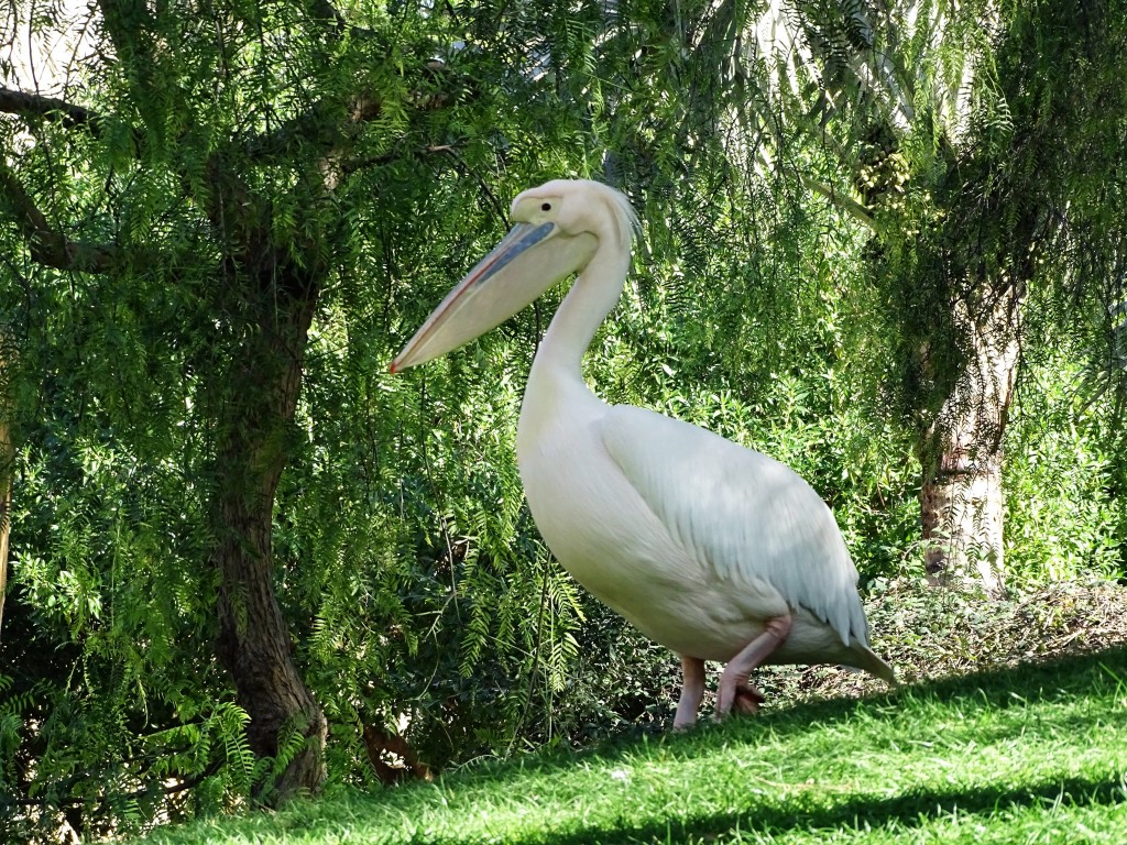 Foto: Bioparc - Valencia (València), España