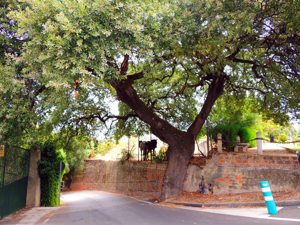 Foto de Prado del Rey (Cádiz), España