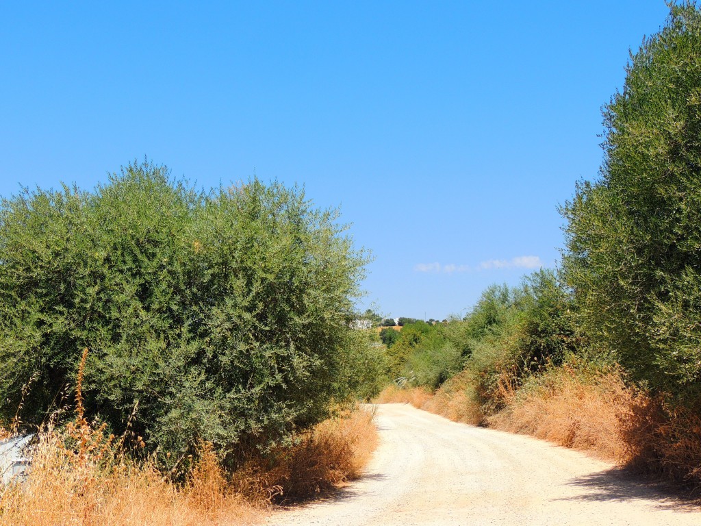 Foto de Prado del Rey (Cádiz), España