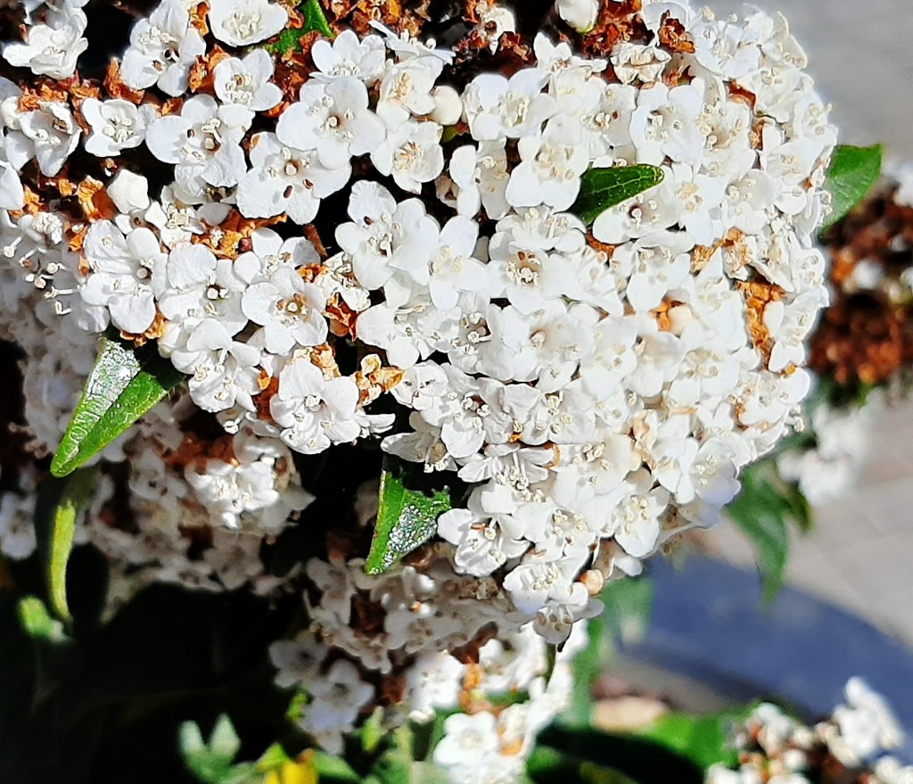 Foto: Flores en la ciudad - Barcelona (Cataluña), España