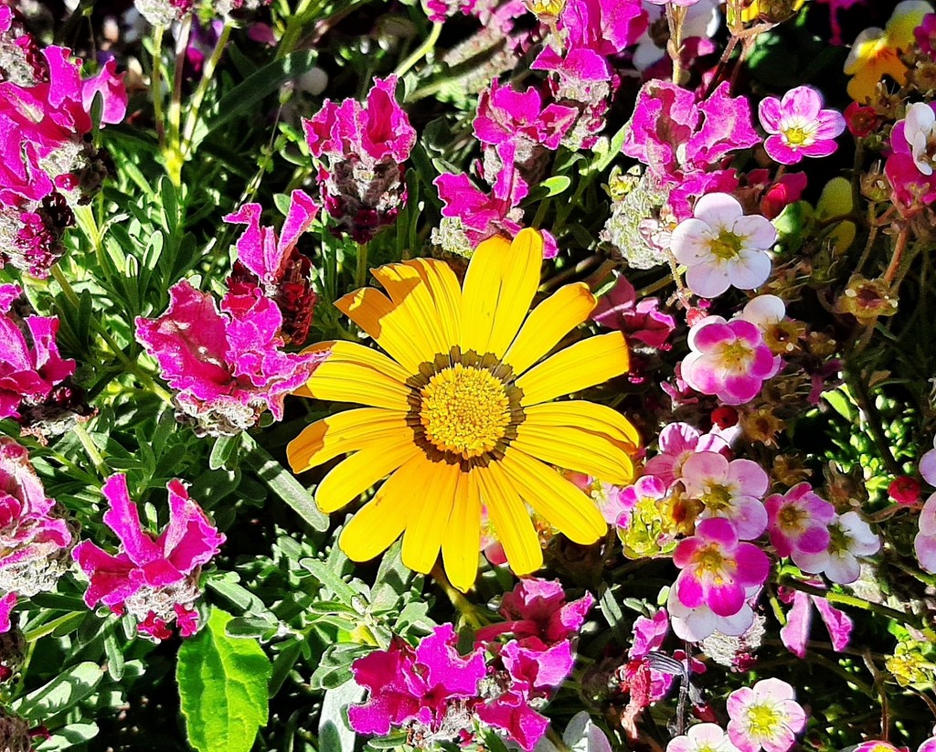 Foto: Flores en la ciudad - Barcelona (Cataluña), España