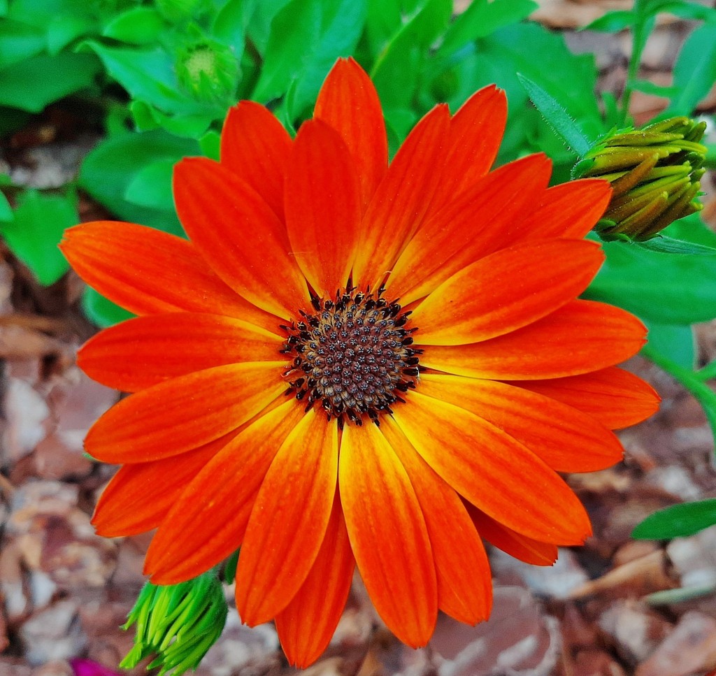 Foto: Flores en la ciudad - Barcelona (Cataluña), España