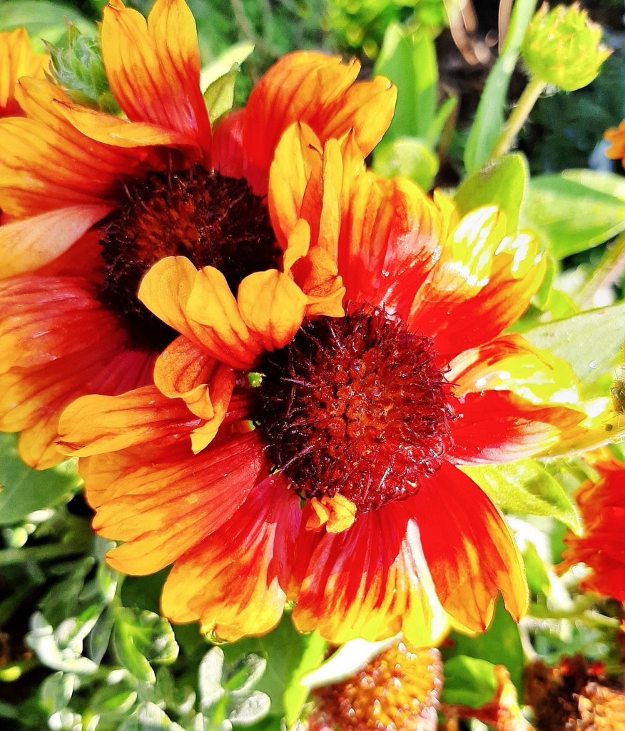 Foto: Flores en la ciudad - Barcelona (Cataluña), España