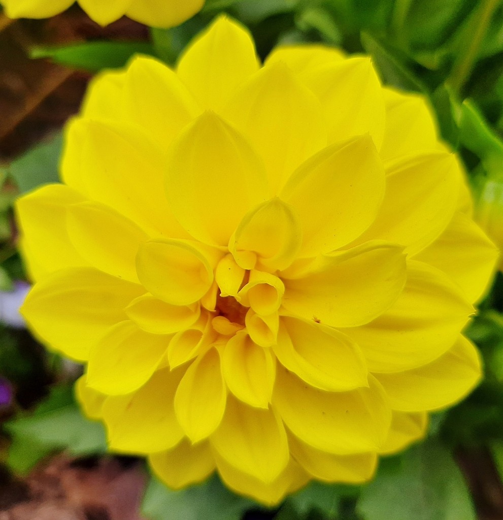 Foto: Flores en la ciudad - Barcelona (Cataluña), España