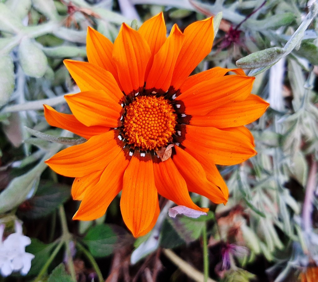 Foto: Flores en la ciudad - Barcelona (Cataluña), España