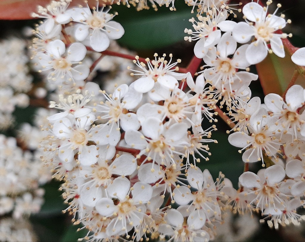 Foto: Flores en la ciudad - Barcelona (Cataluña), España