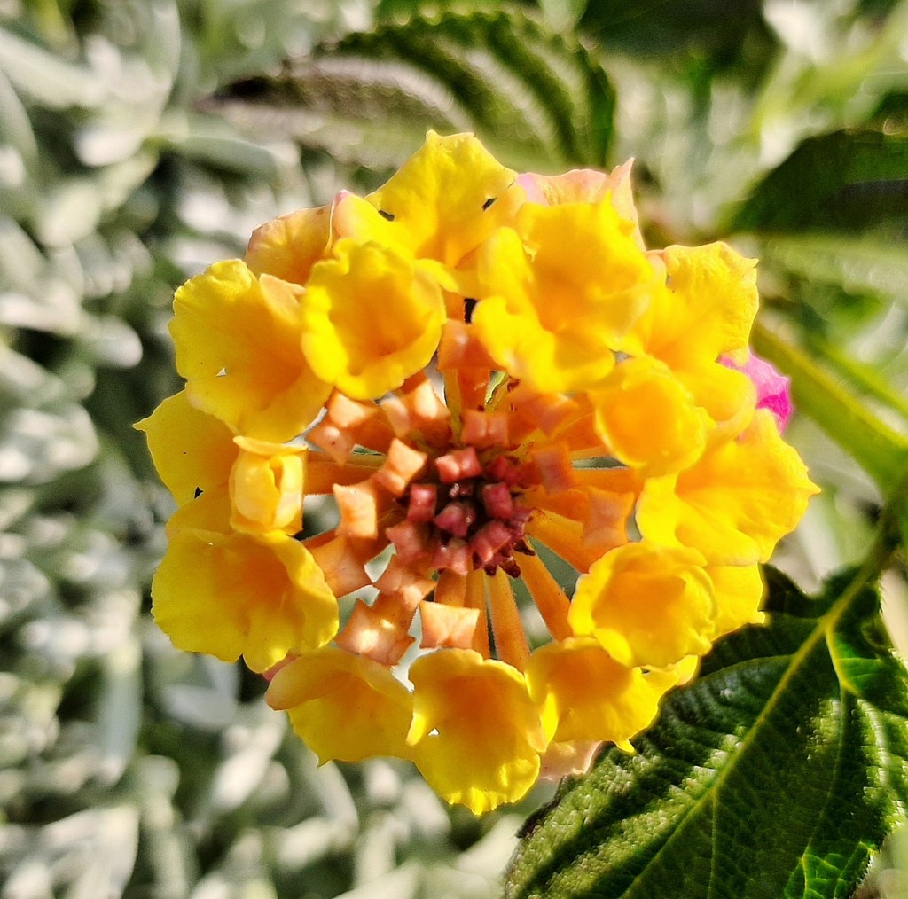 Foto: Flores en la ciudad - Barcelona (Cataluña), España