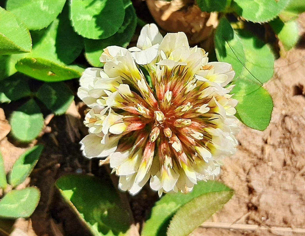 Foto: Flores en la ciudad - Barcelona (Cataluña), España