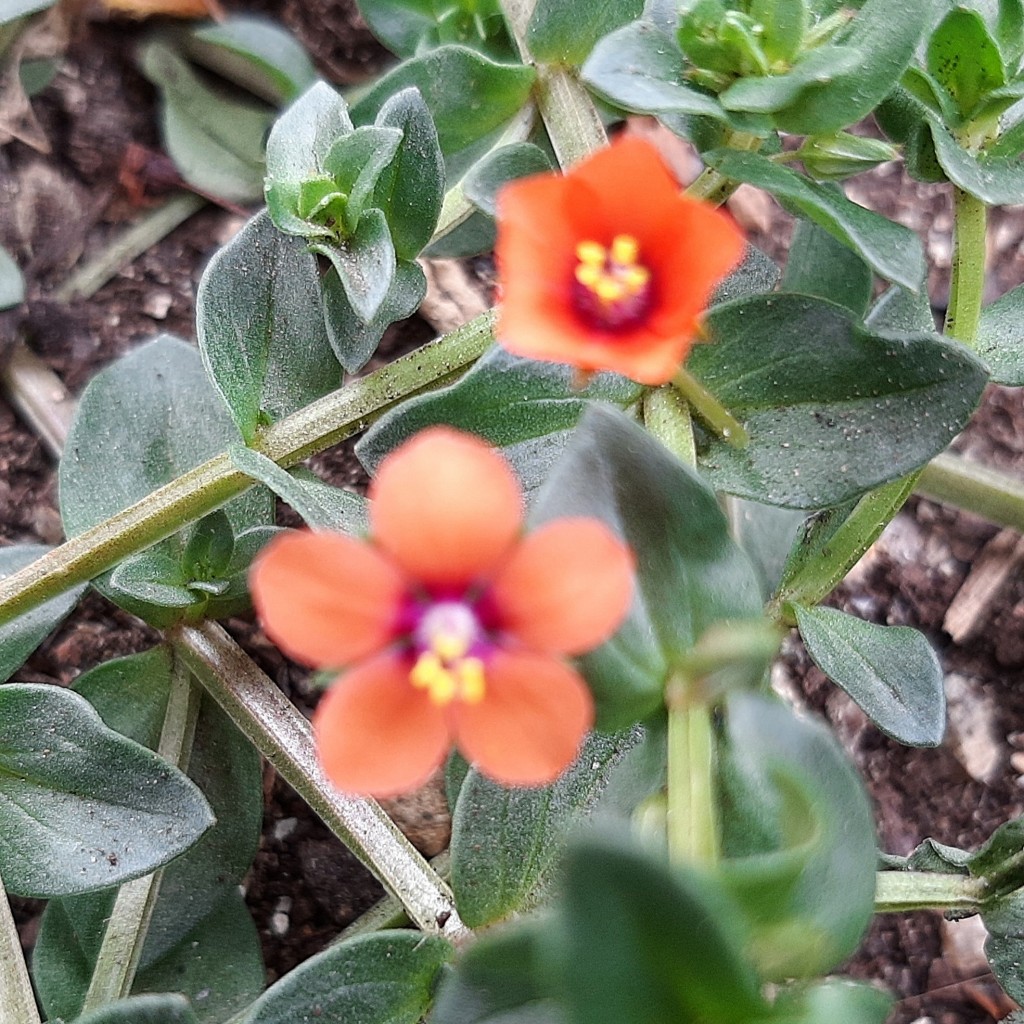 Foto: Flores en la ciudad - Barcelona (Cataluña), España