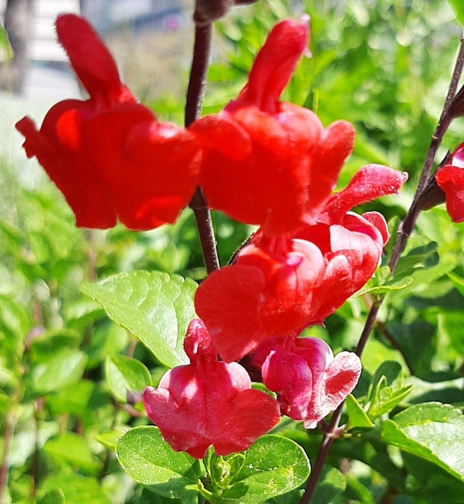 Foto: Flores en la ciudad - Barcelona (Cataluña), España