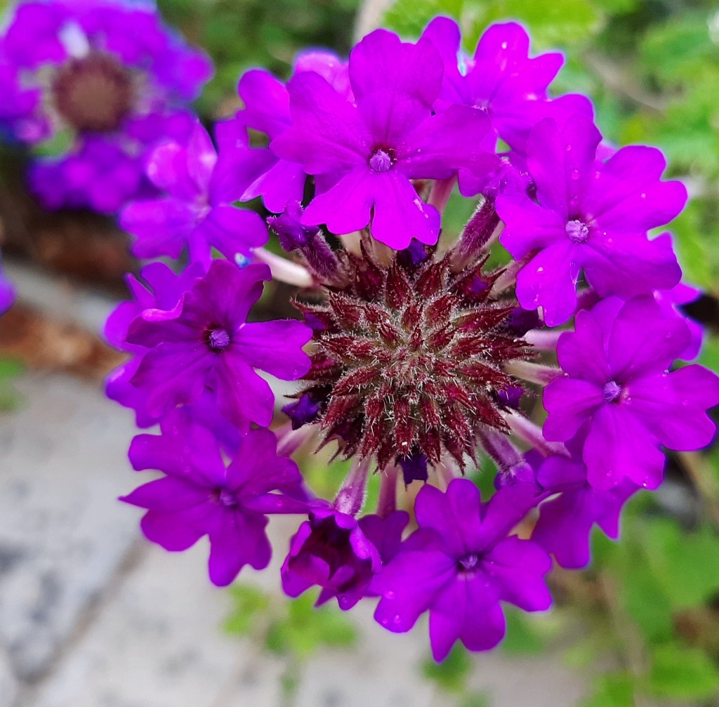 Foto: Flores en la ciudad - Barcelona (Cataluña), España