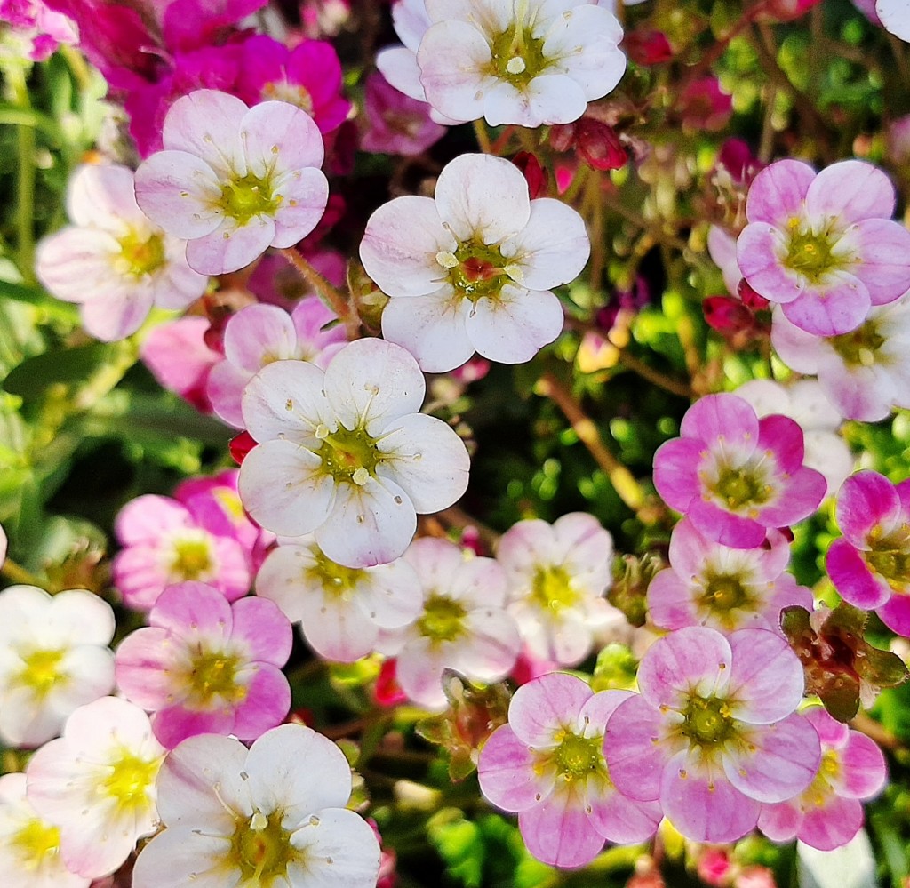 Foto: Flores en la ciudad - Barcelona (Cataluña), España