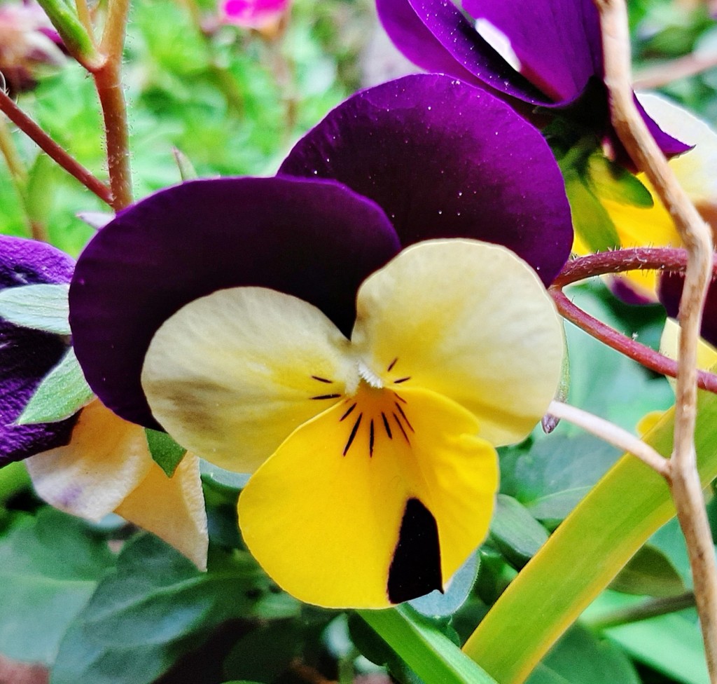 Foto: Flores en la ciudad - Barcelona (Cataluña), España