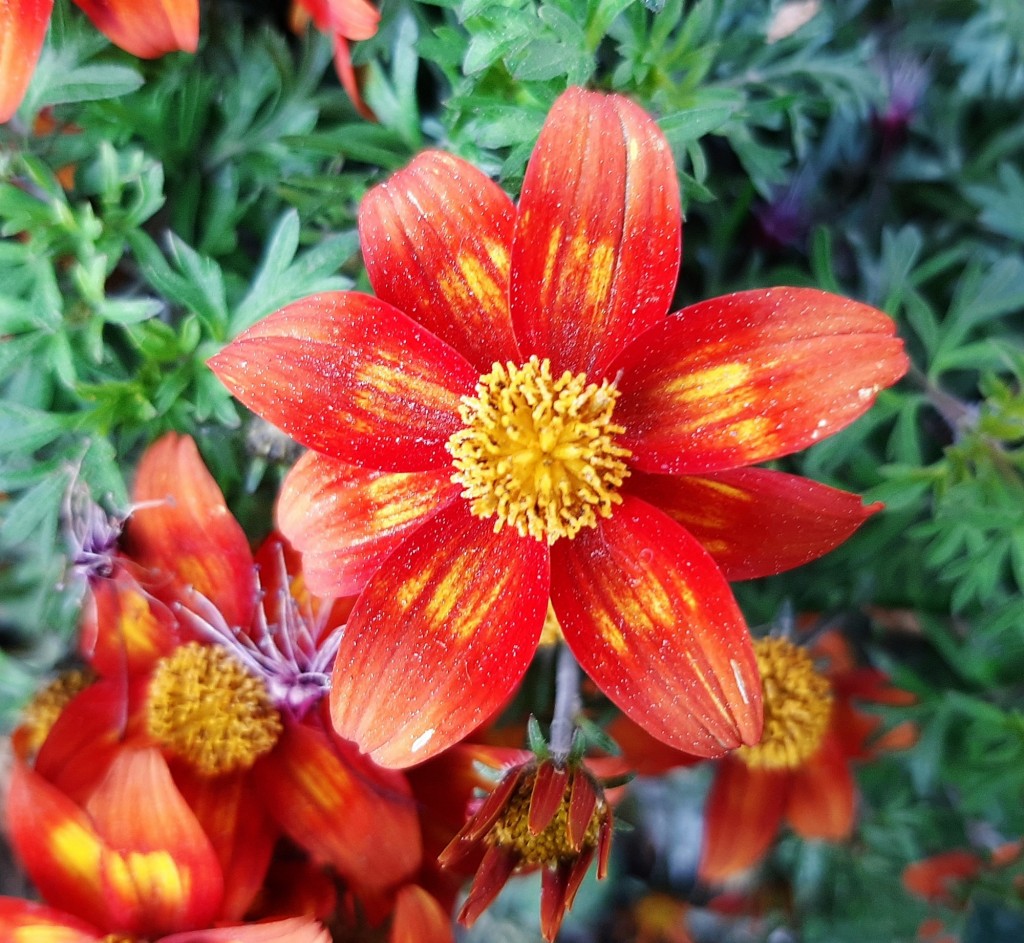 Foto: Flores en la ciudad - Barcelona (Cataluña), España