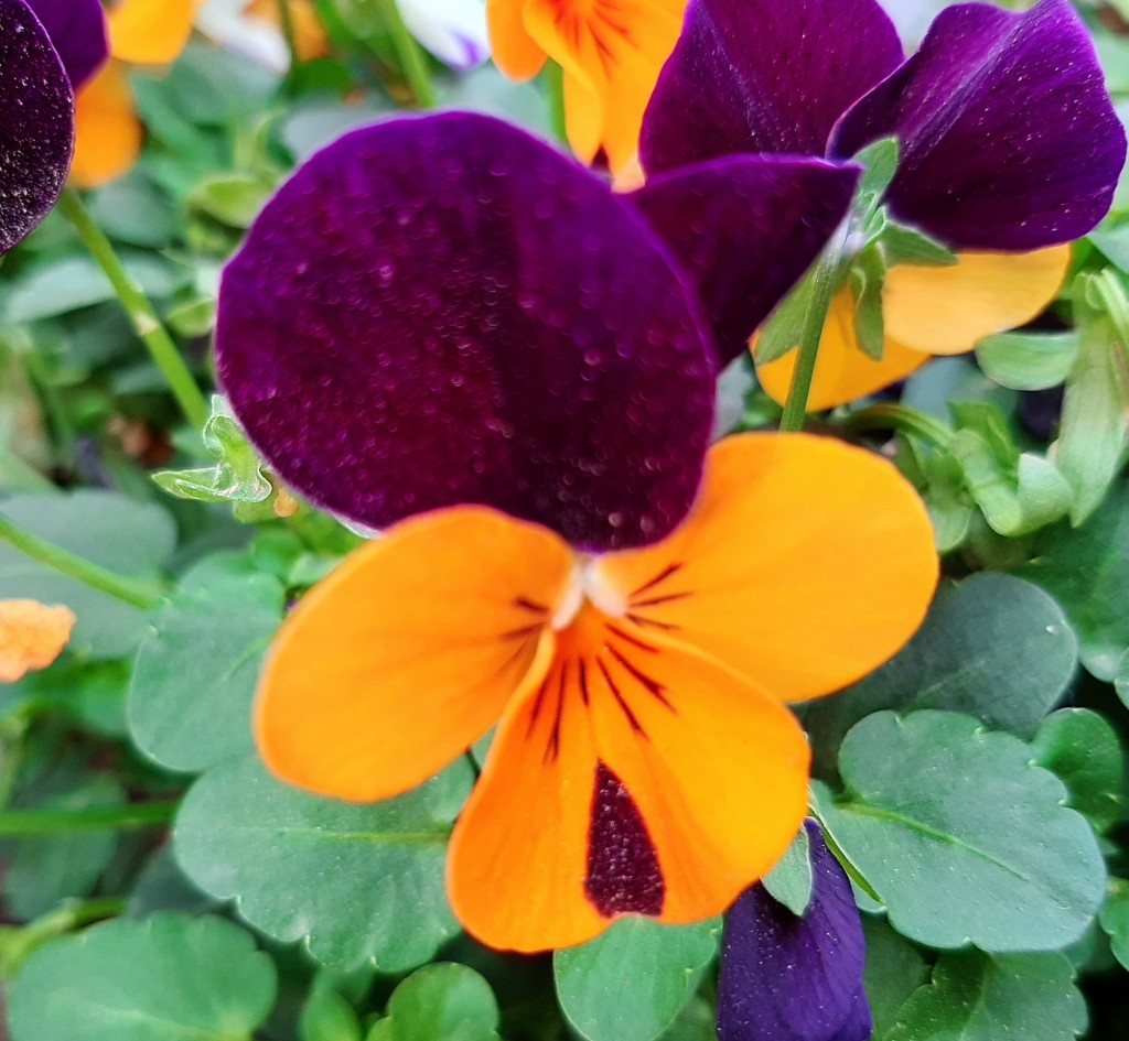 Foto: Flores en la ciudad - Barcelona (Cataluña), España