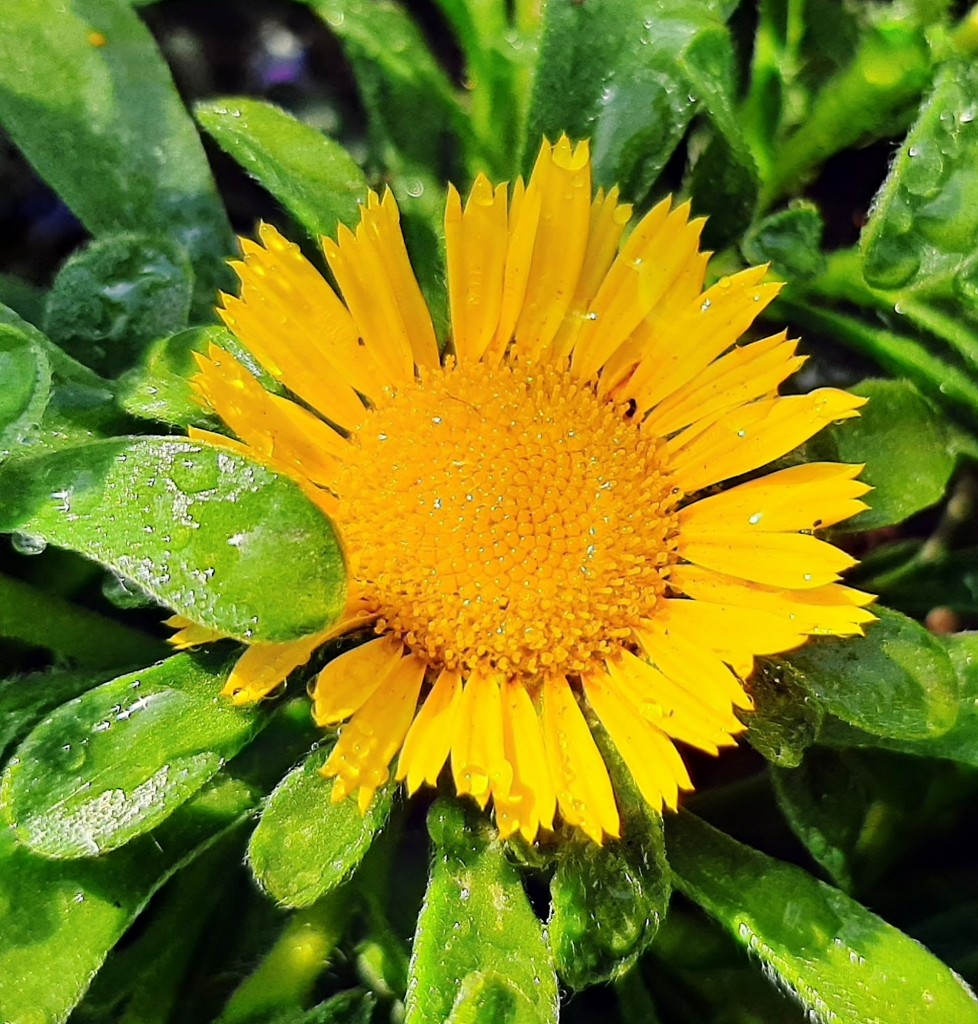 Foto: Flores en la ciudad - Barcelona (Cataluña), España