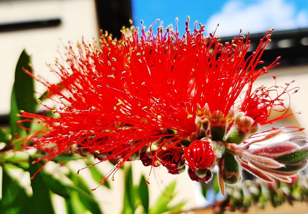 Foto: Flores en la ciudad - Barcelona (Cataluña), España