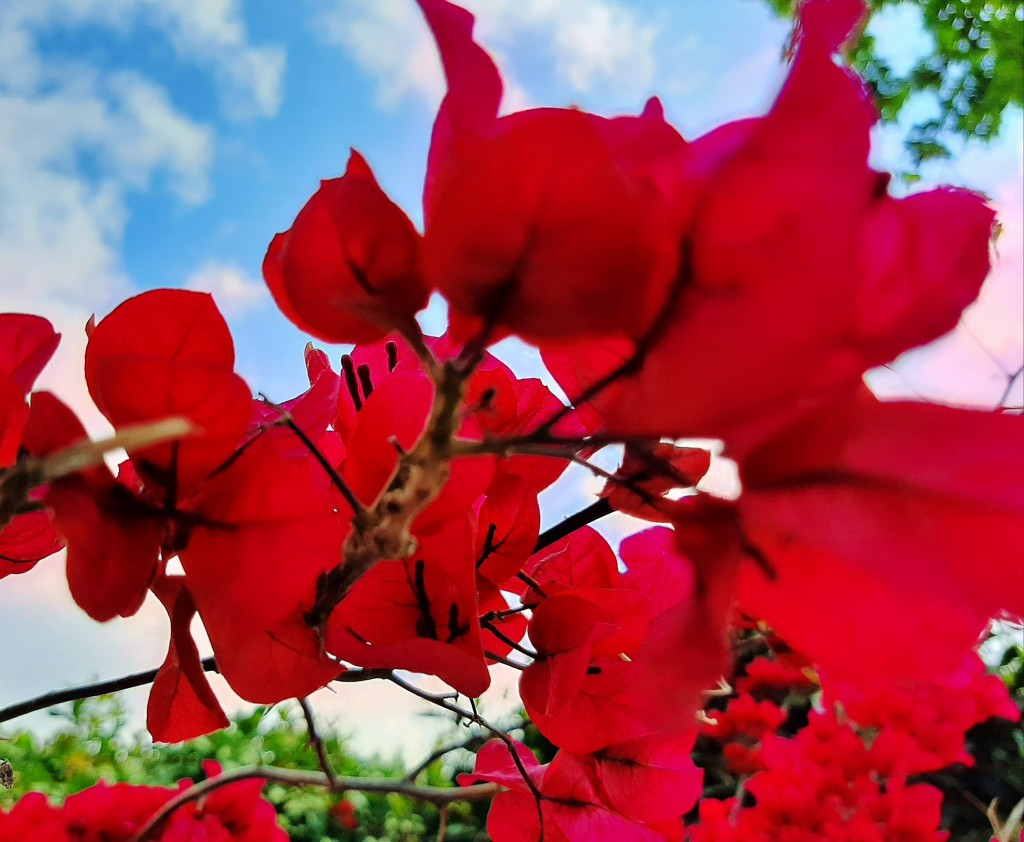 Foto: Flores en la ciudad - Barcelona (Cataluña), España