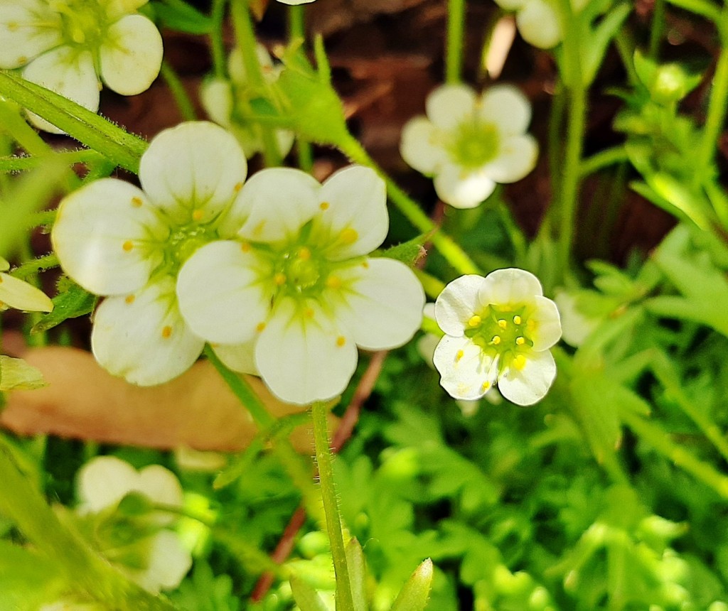 Foto: Flores en la ciudad - Barcelona (Cataluña), España