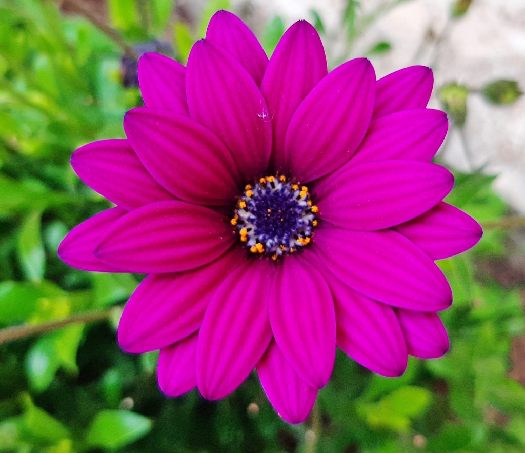 Foto: Flores en la ciudad - Barcelona (Cataluña), España