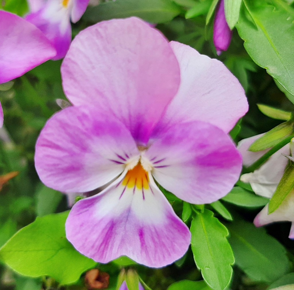 Foto: Flores en la ciudad - Barcelona (Cataluña), España