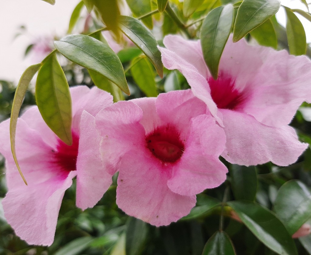 Foto: Flores en la ciudad - Barcelona (Cataluña), España