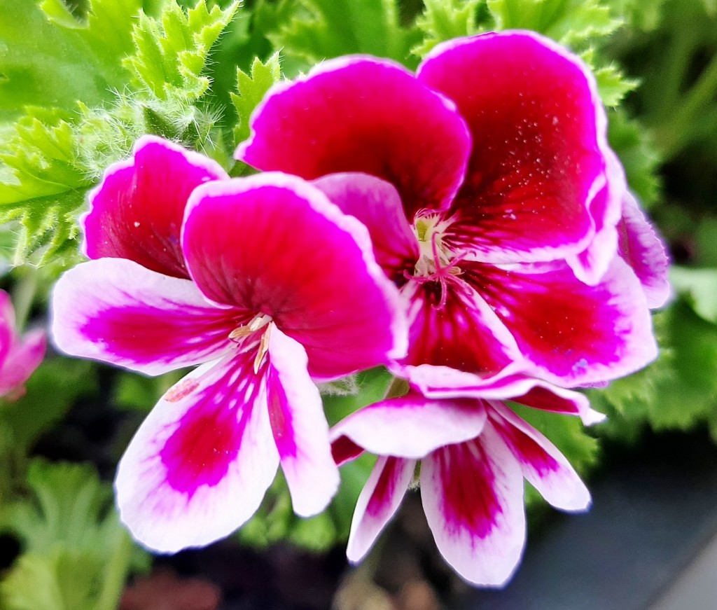 Foto: Flores en la ciudad - Barcelona (Cataluña), España