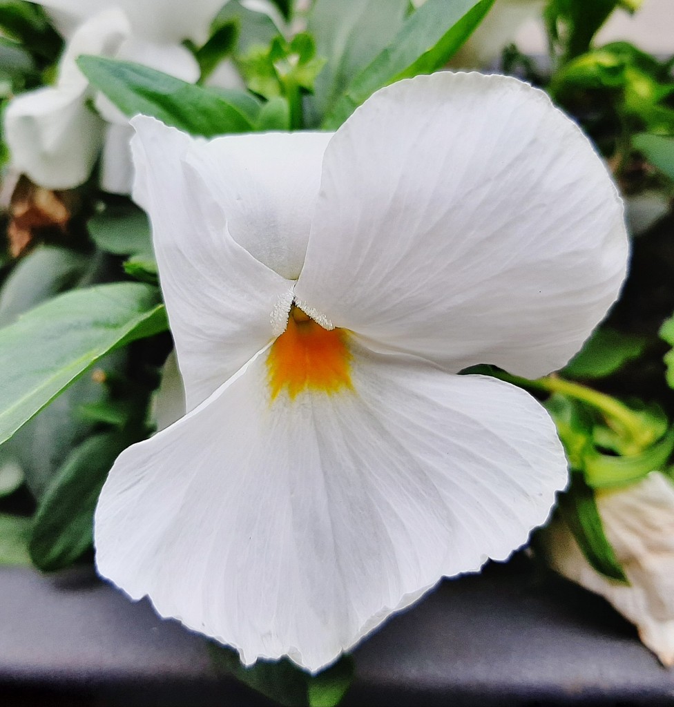 Foto: Flores en la ciudad - Barcelona (Cataluña), España