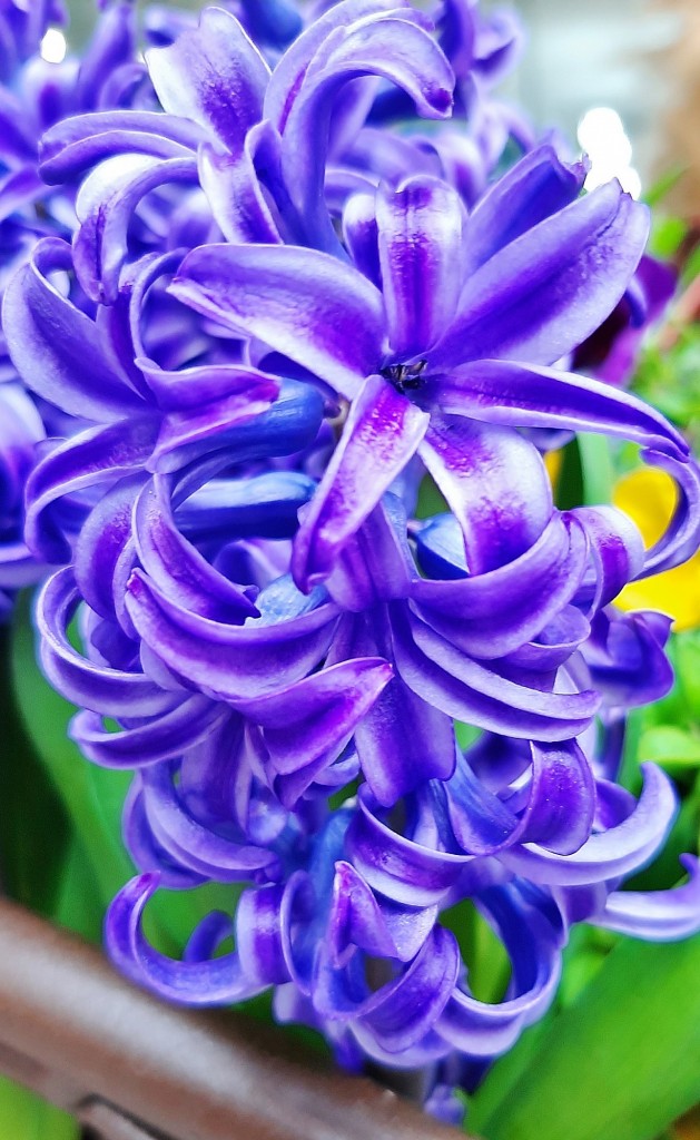 Foto: Flores en la ciudad - Barcelona (Cataluña), España