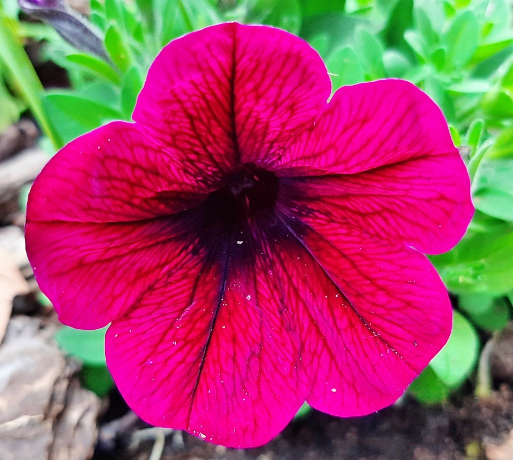 Foto: Flores en la ciudad - Barcelona (Cataluña), España