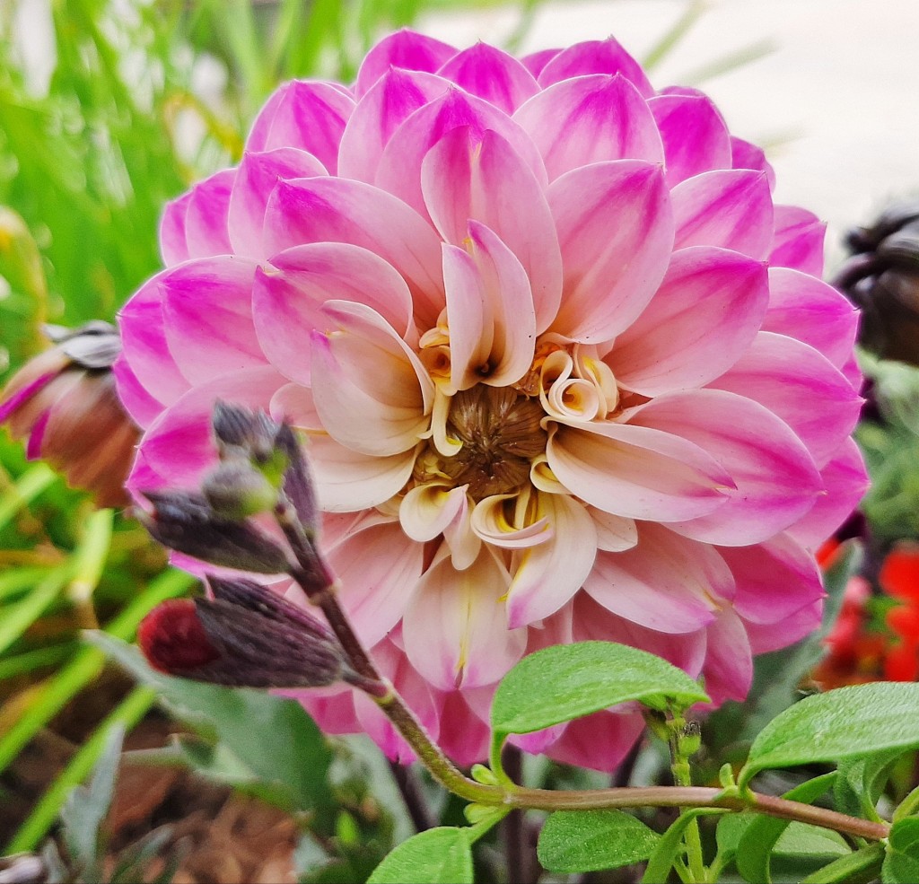 Foto: Flores en la ciudad - Barcelona (Cataluña), España