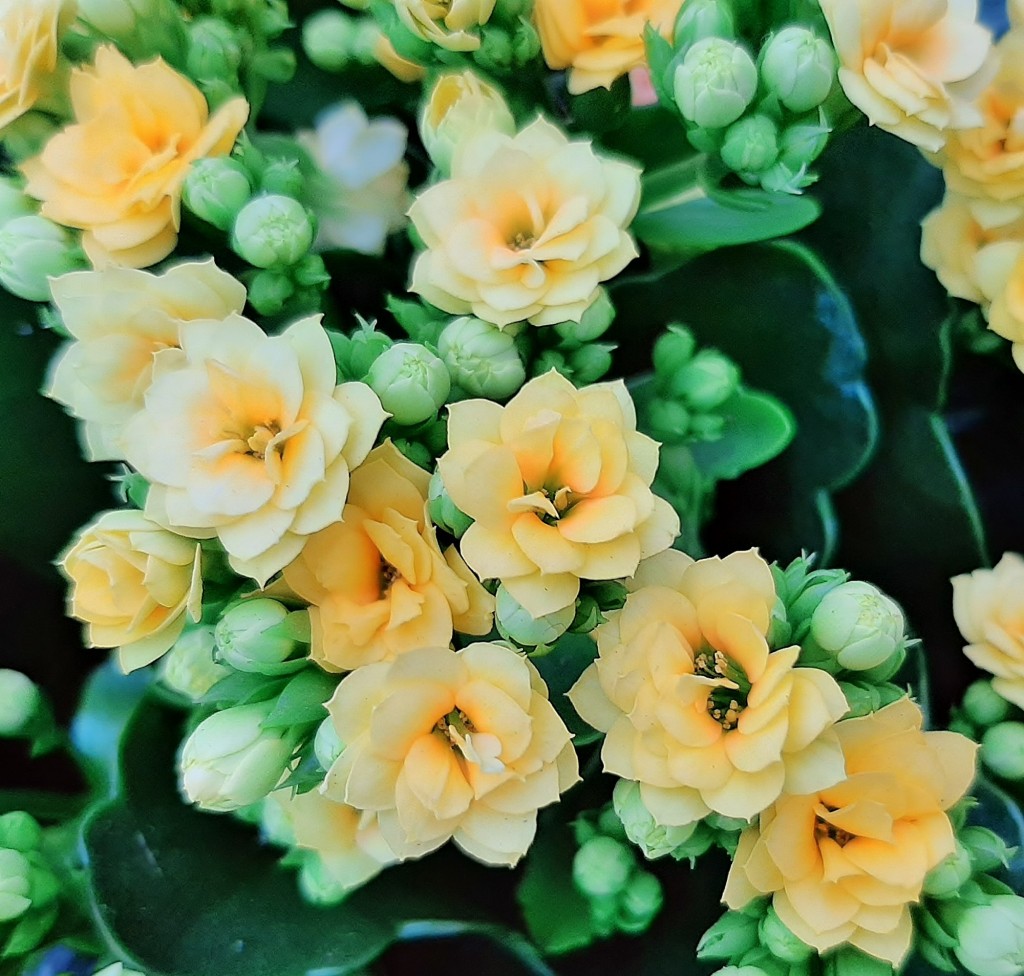 Foto: Flores en la ciudad - Barcelona (Cataluña), España