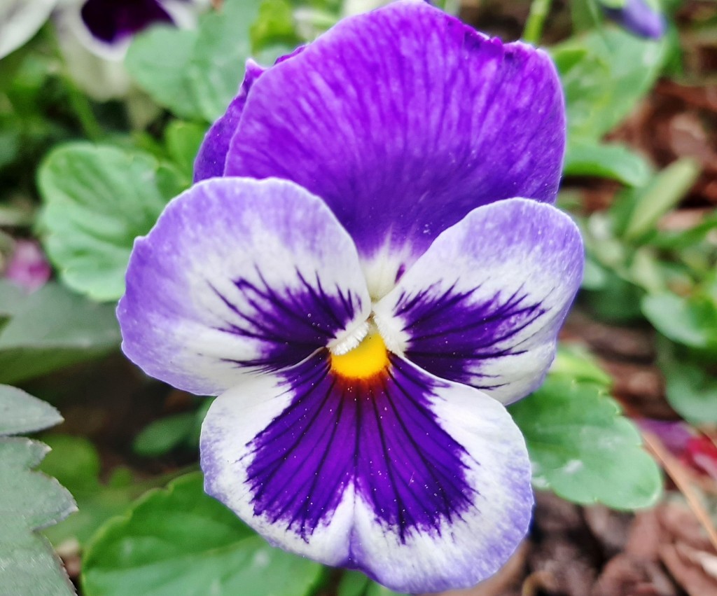 Foto: Flores en la ciudad - Barcelona (Cataluña), España