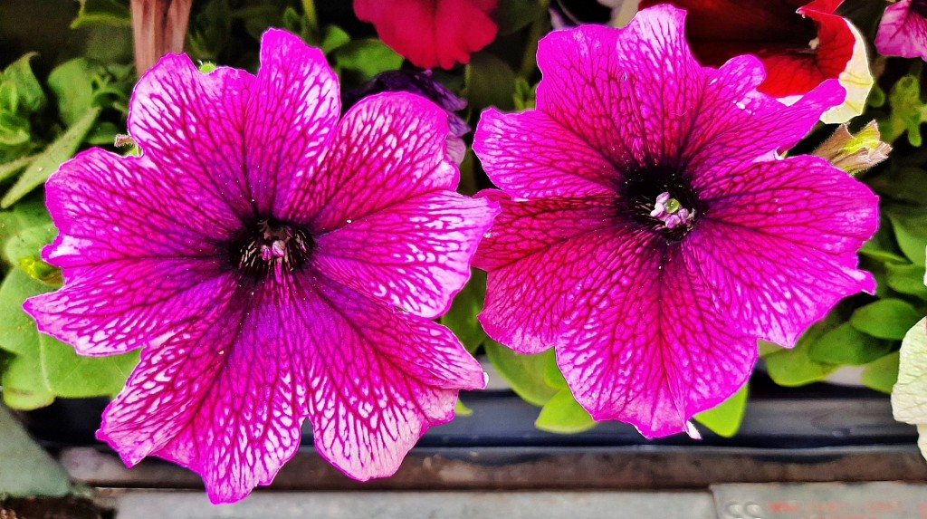 Foto: Flores en la ciudad - Barcelona (Cataluña), España