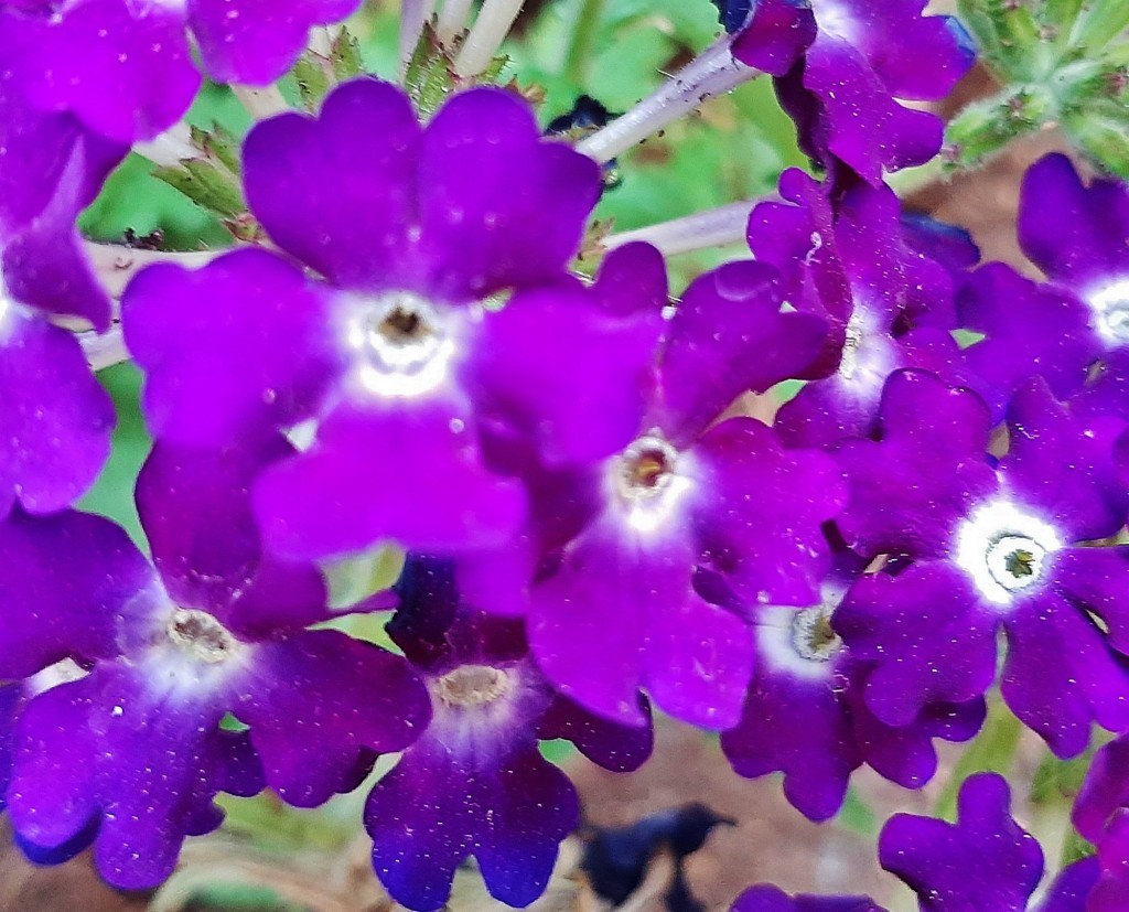 Foto: Flores en la ciudad - Barcelona (Cataluña), España