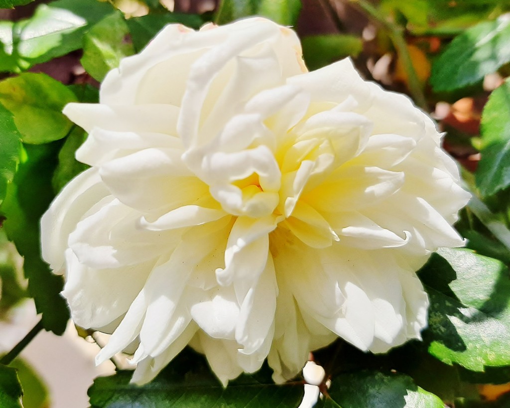 Foto: Flores en la ciudad - Barcelona (Cataluña), España