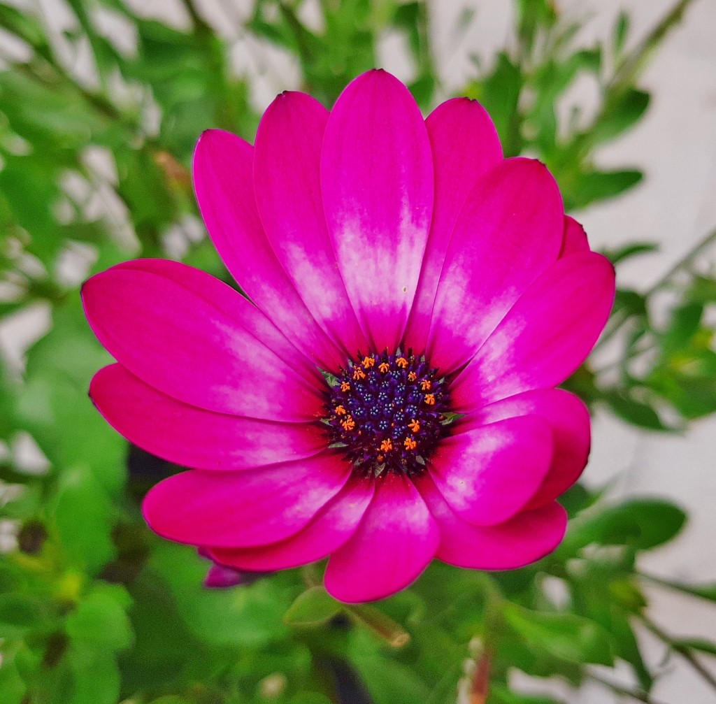 Foto: Flores en la ciudad - Barcelona (Cataluña), España