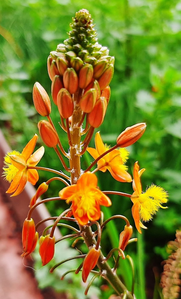 Foto: Flores en la ciudad - Barcelona (Cataluña), España